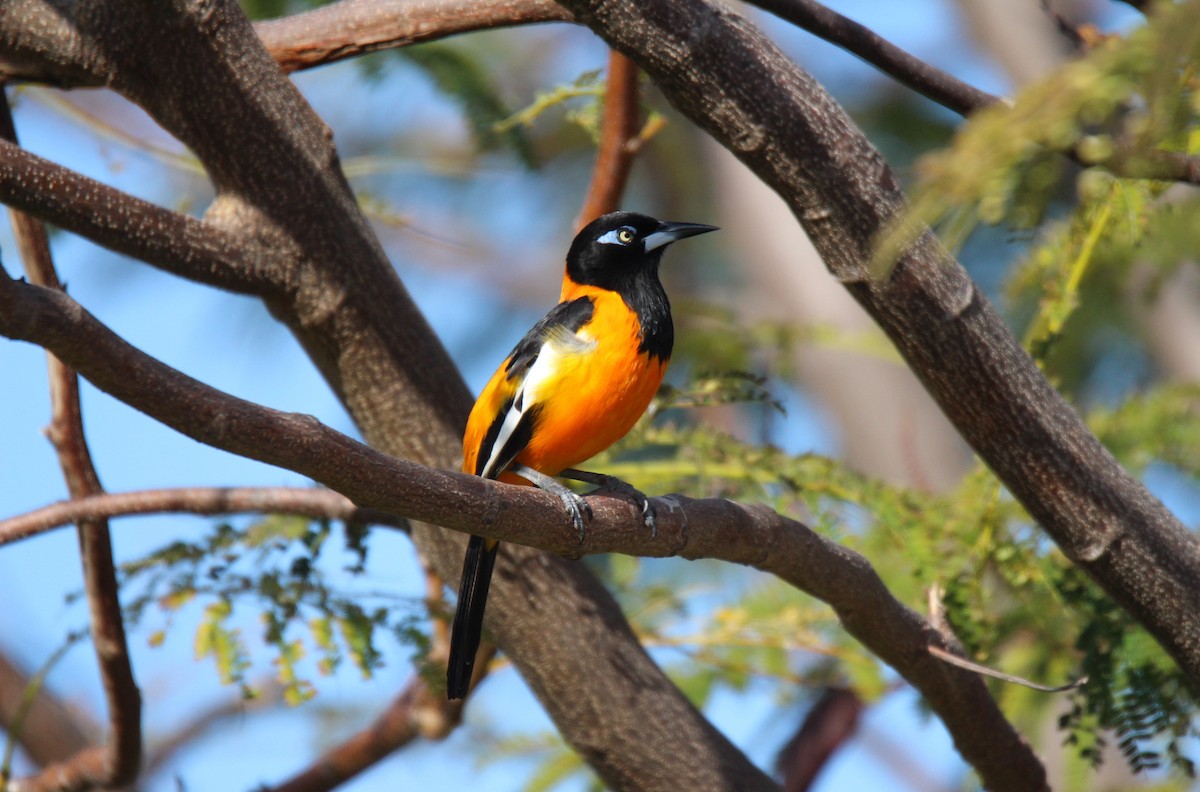 Venezuelan Troupial - ML558483801