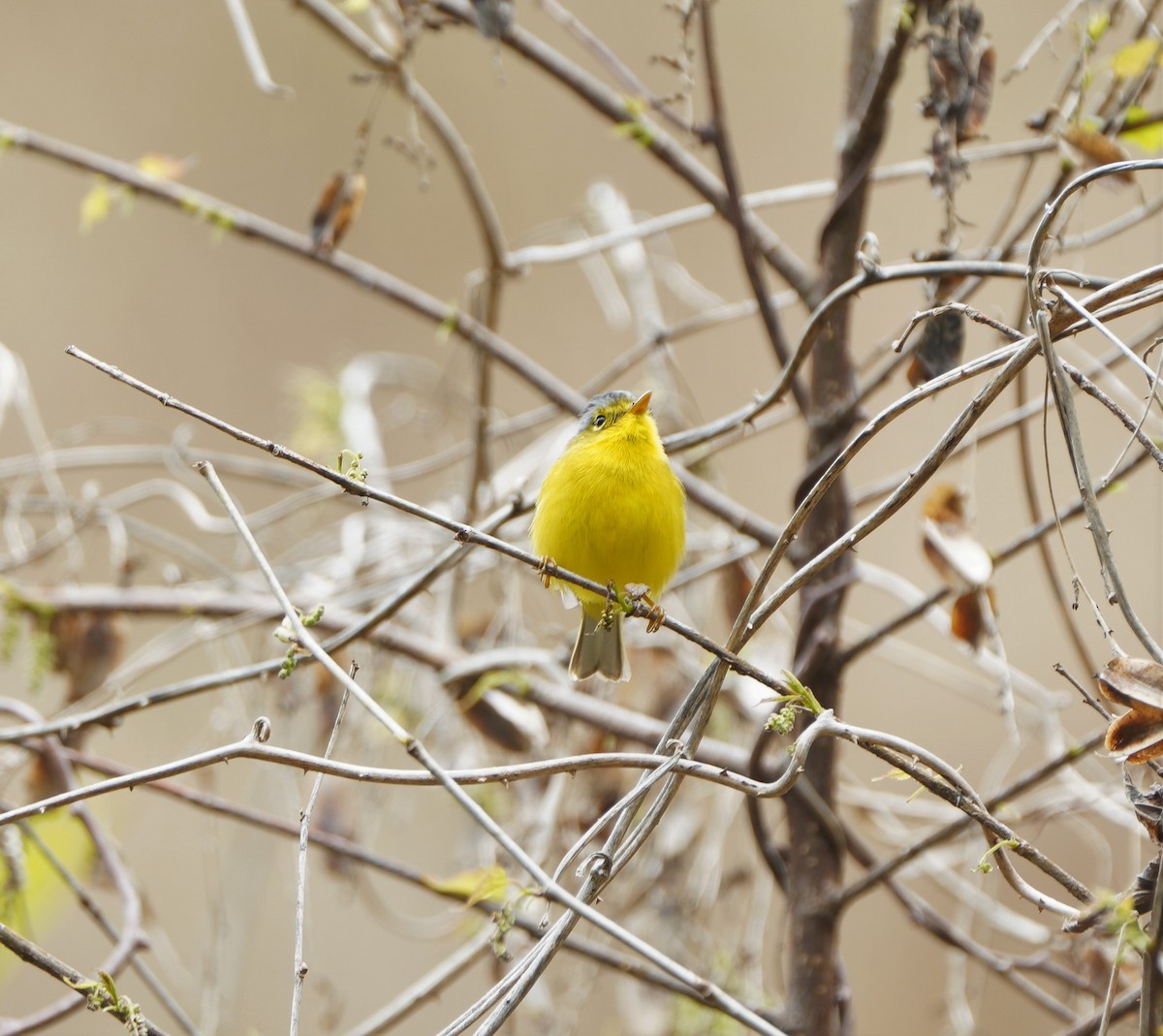 Gray-crowned Warbler - ML558485351
