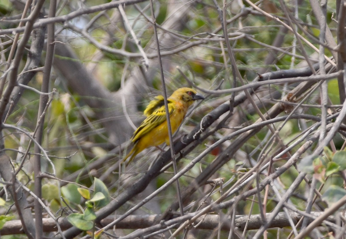 Tanganyika Masked-Weaver - ML558485561