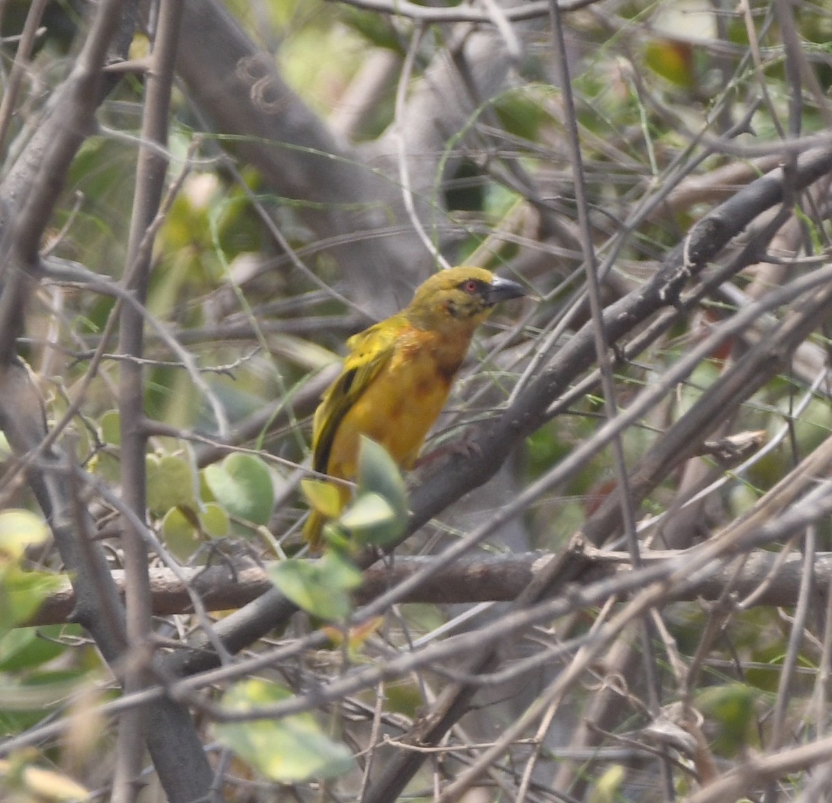 Tanganyika Masked-Weaver - ML558486151