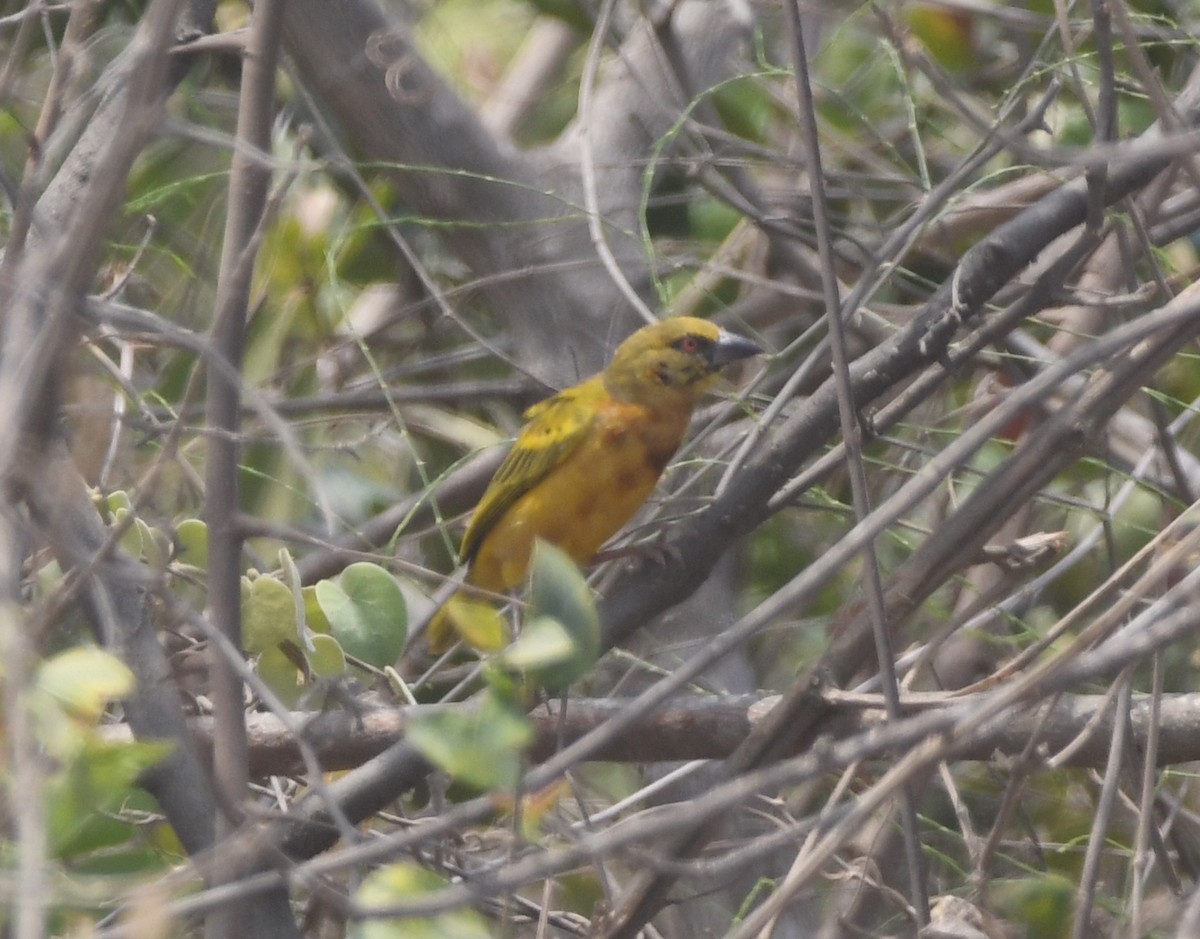 Tanganyika Masked-Weaver - Gabriel Jamie