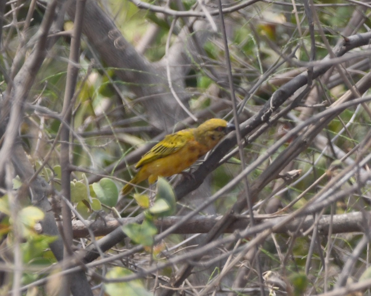 Tanganyika Masked-Weaver - ML558486461