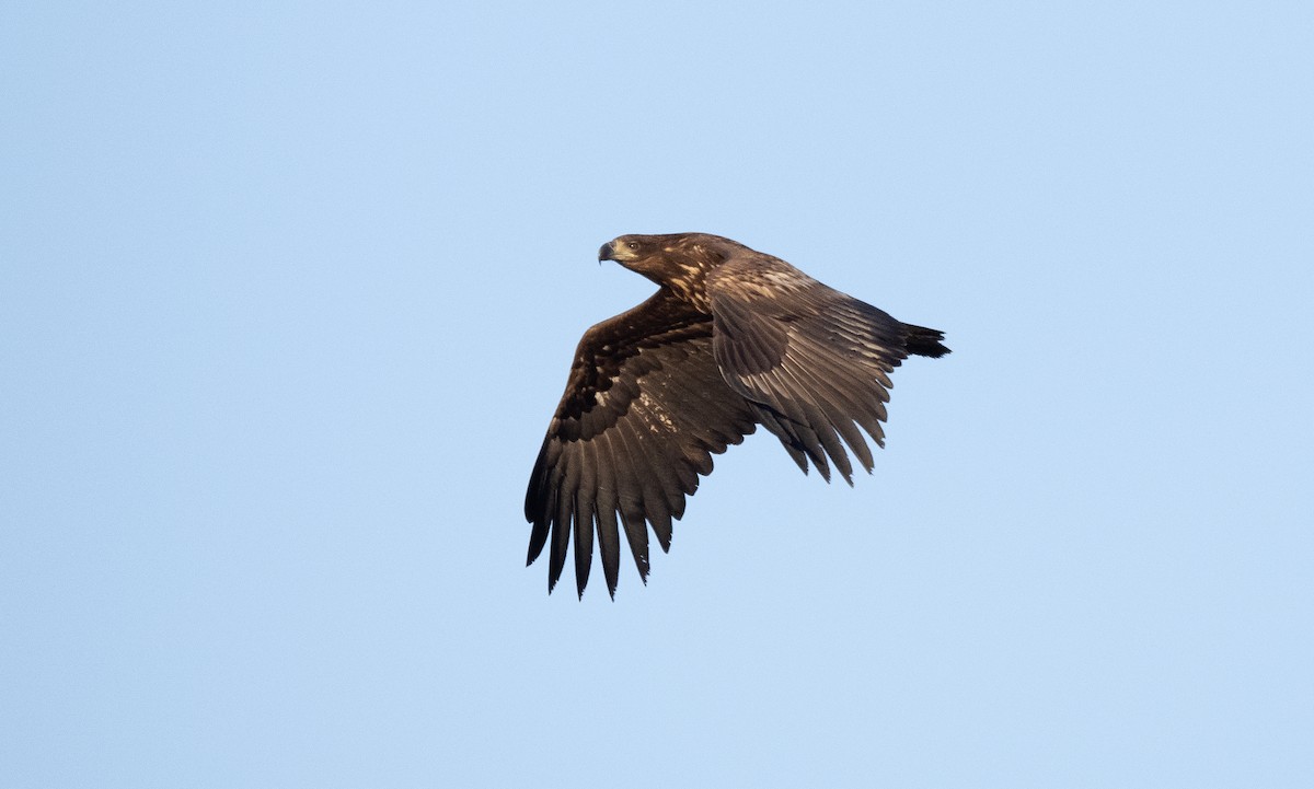 White-tailed Eagle - ML558486761