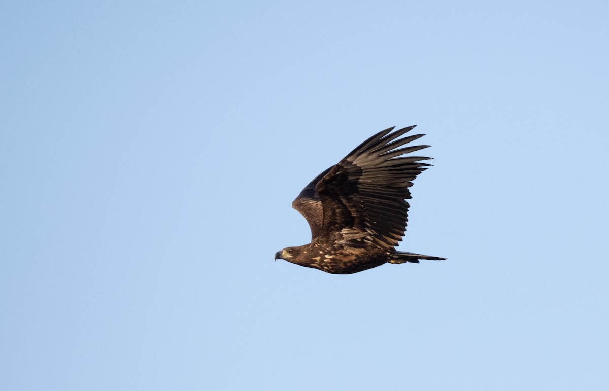 White-tailed Eagle - ML558486771