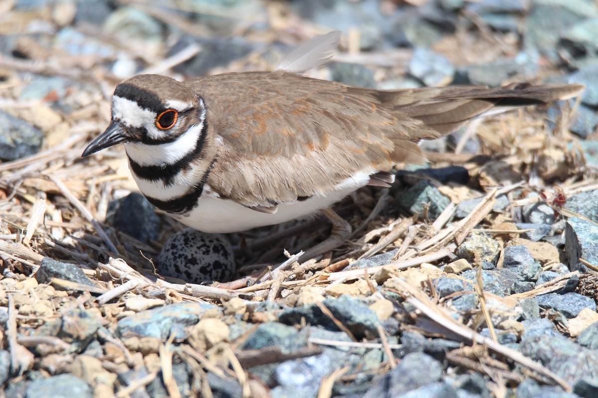 Killdeer - ML558487251