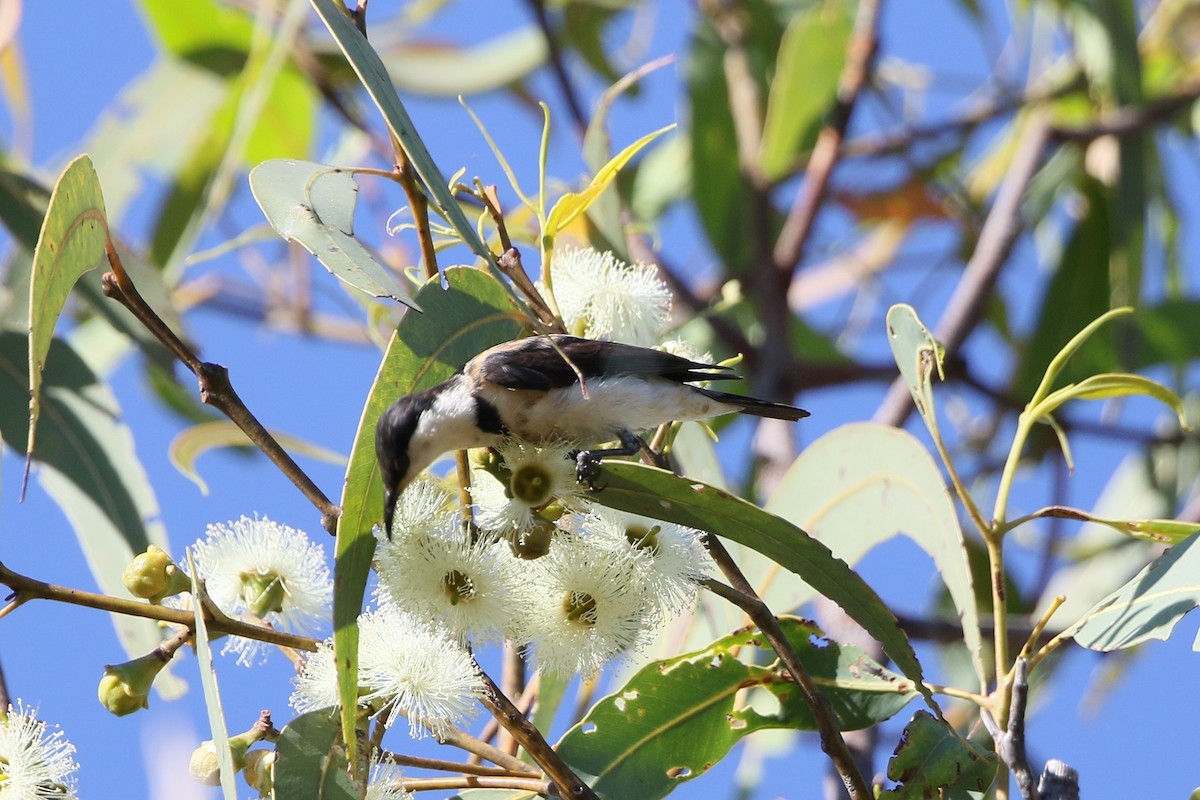 Banded Honeyeater - ML558487421