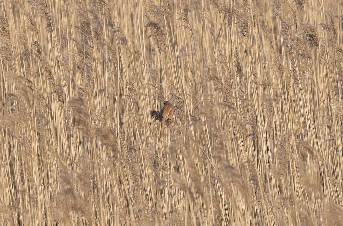 Bearded Reedling - ML558487891