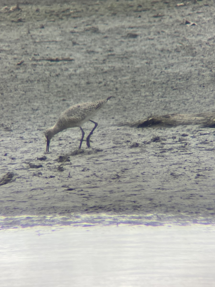 Willet - ML558488631