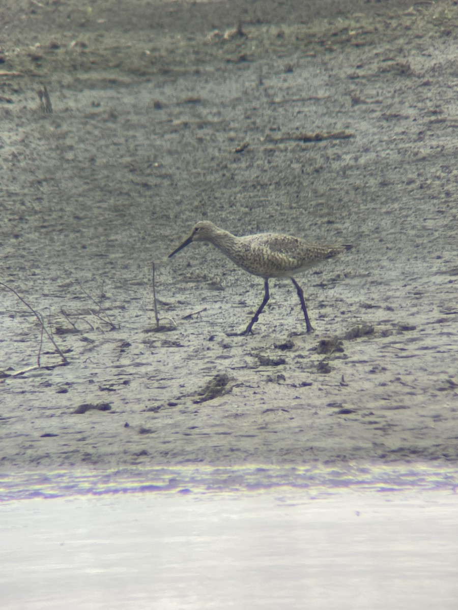 Willet - ML558488641