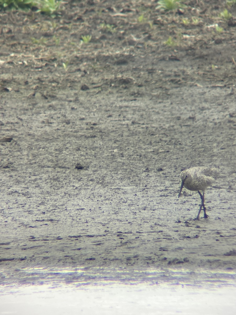 Willet - ML558488651