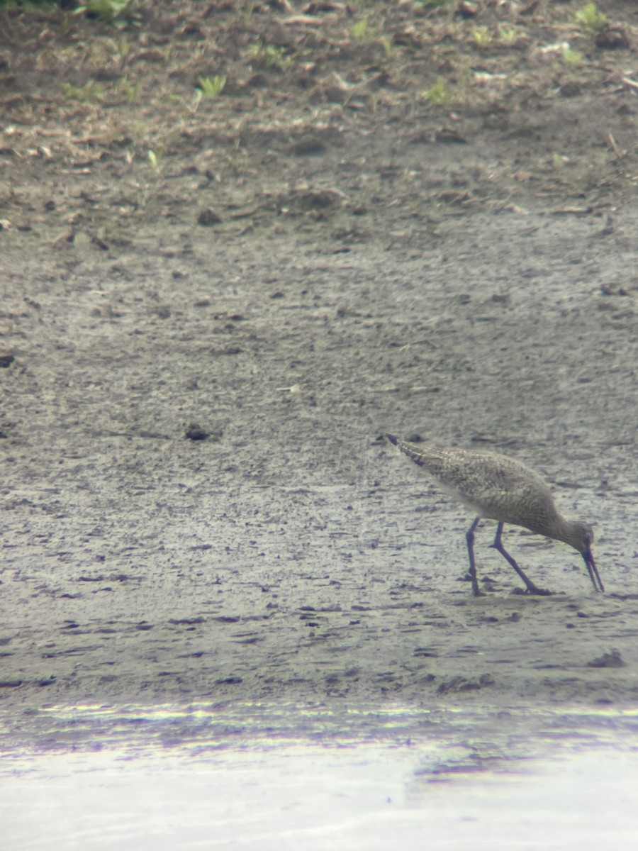 Willet - ML558488661