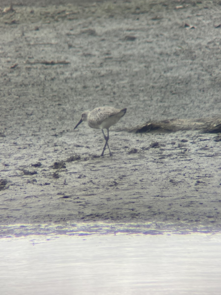Willet - ML558488671