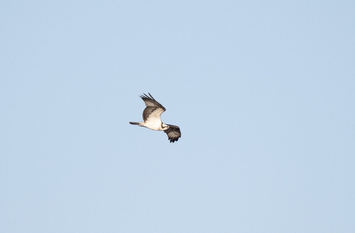 Osprey - ML558489031