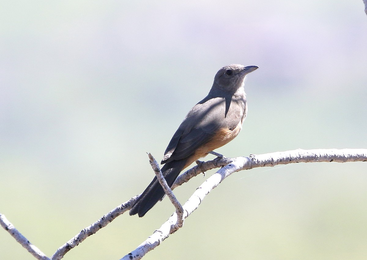 Sandstone Shrikethrush - ML558489361