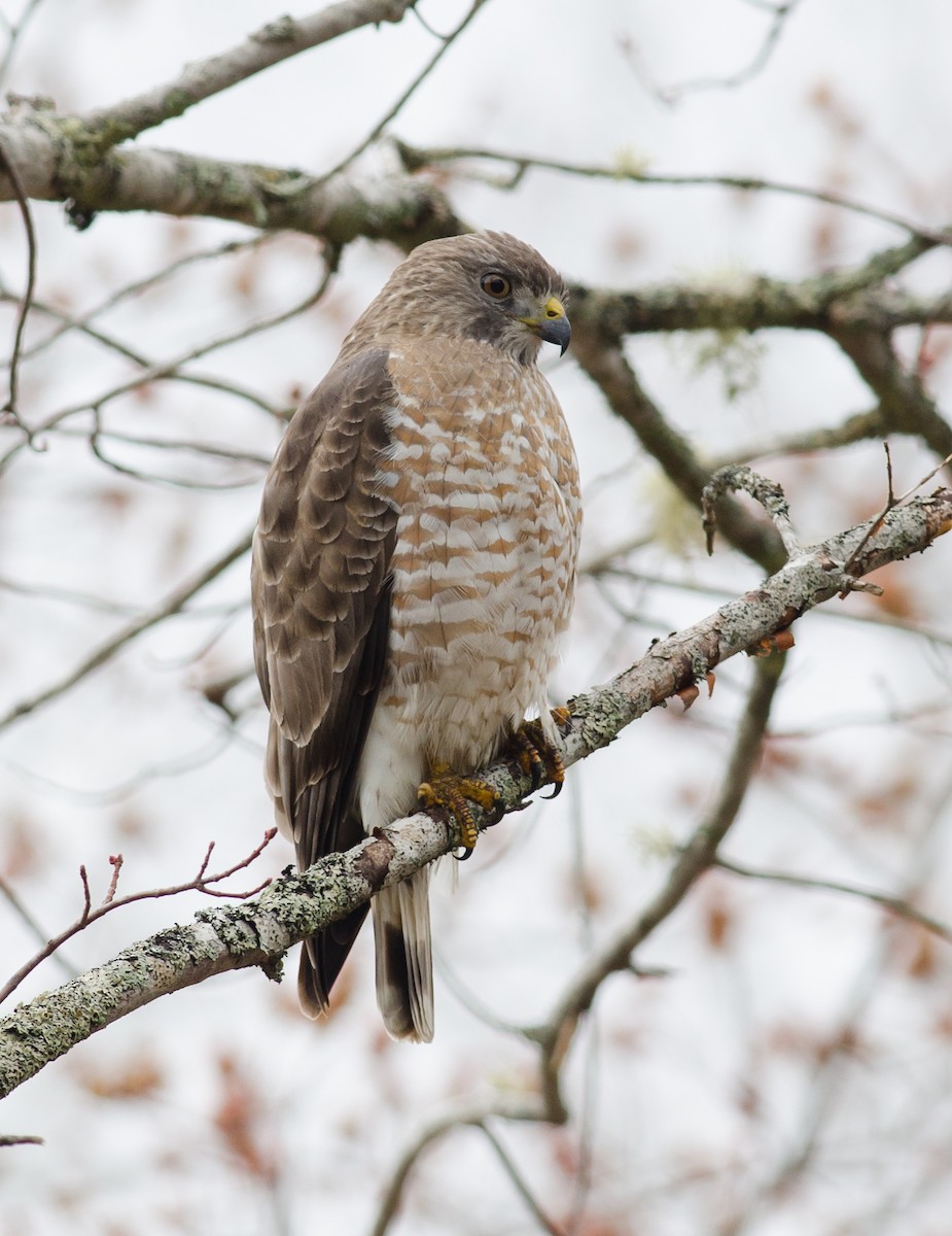 Broad-winged Hawk - Alix d'Entremont