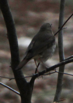 Hermit Thrush - ML558490931