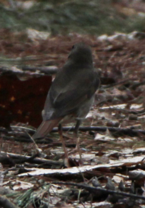 Hermit Thrush - ML558490941