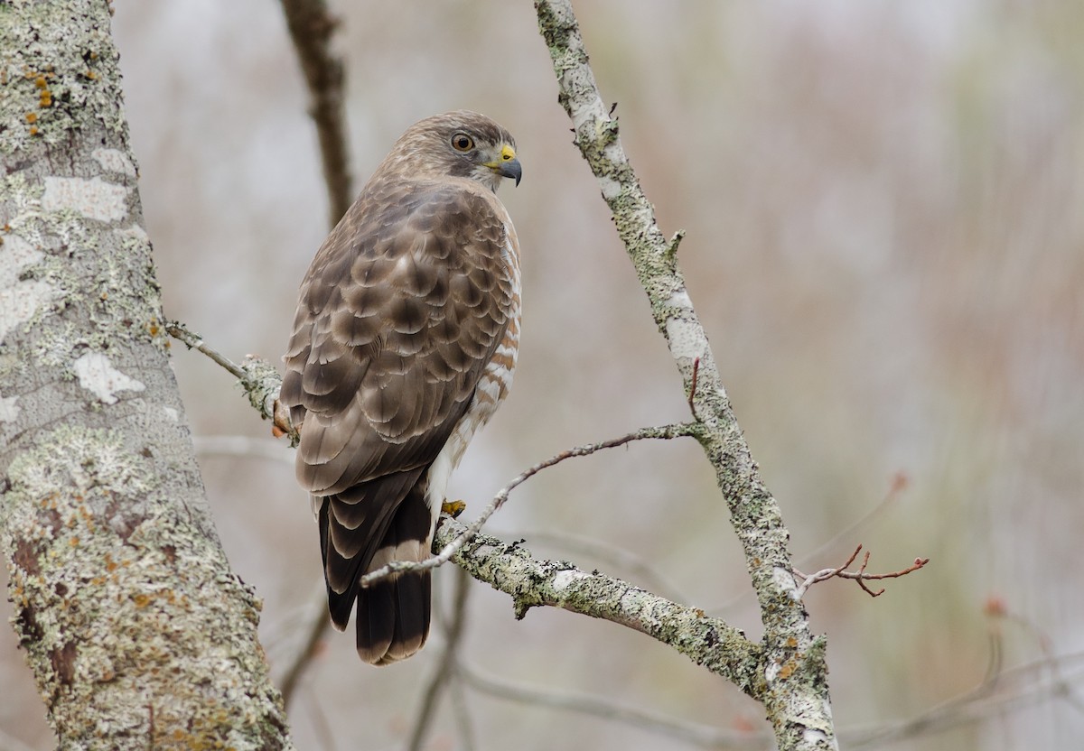 Broad-winged Hawk - Alix d'Entremont