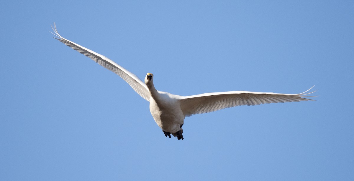 Whooper Swan - ML558492961