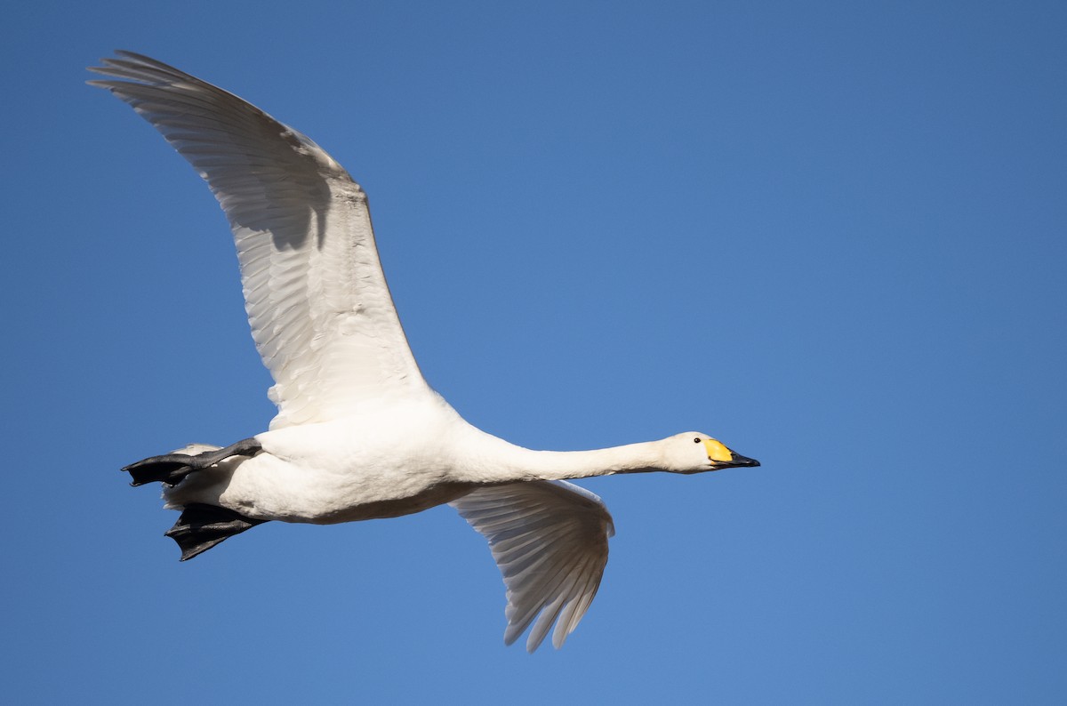 Whooper Swan - ML558492971