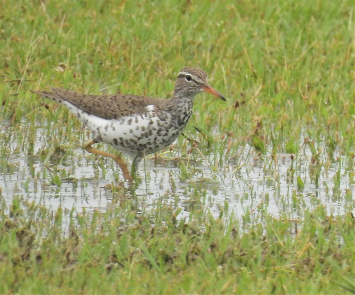 Spotted Sandpiper - Daniel Lane