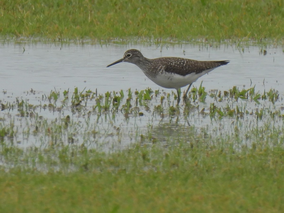 Solitary Sandpiper - ML558494941