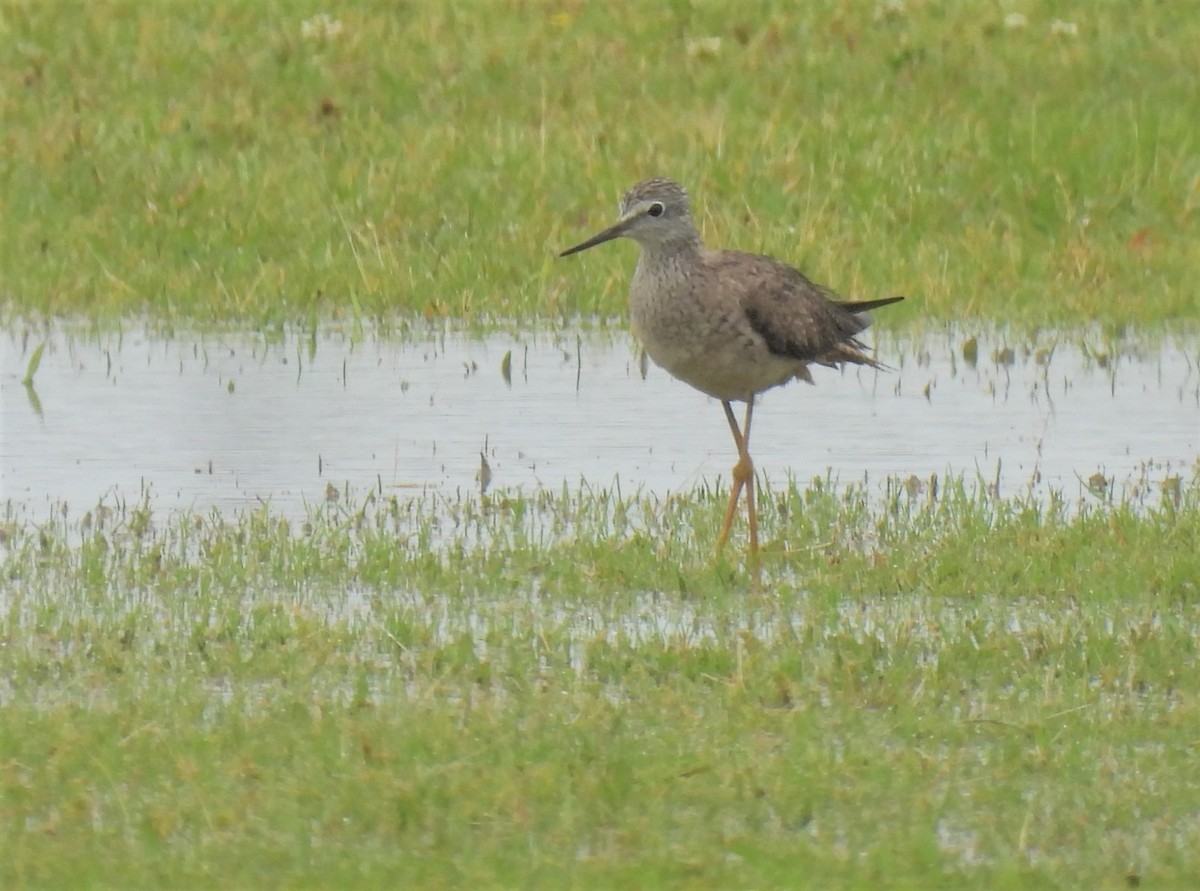 Lesser Yellowlegs - ML558494961