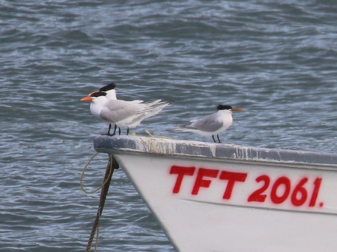 Royal Tern - ML558496131