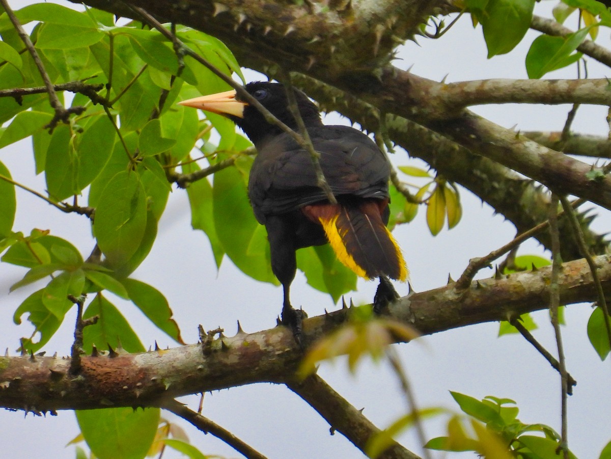 Crested Oropendola - ML558496921
