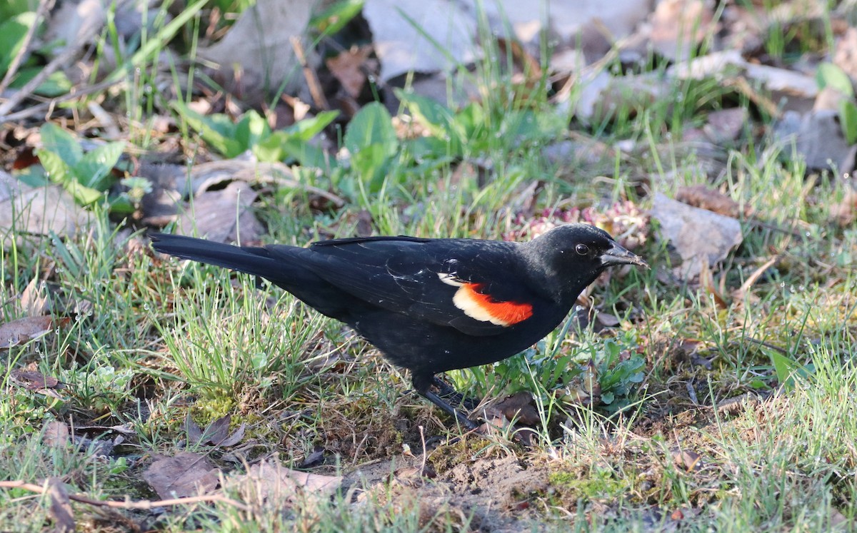 Red-winged Blackbird - ML558497071