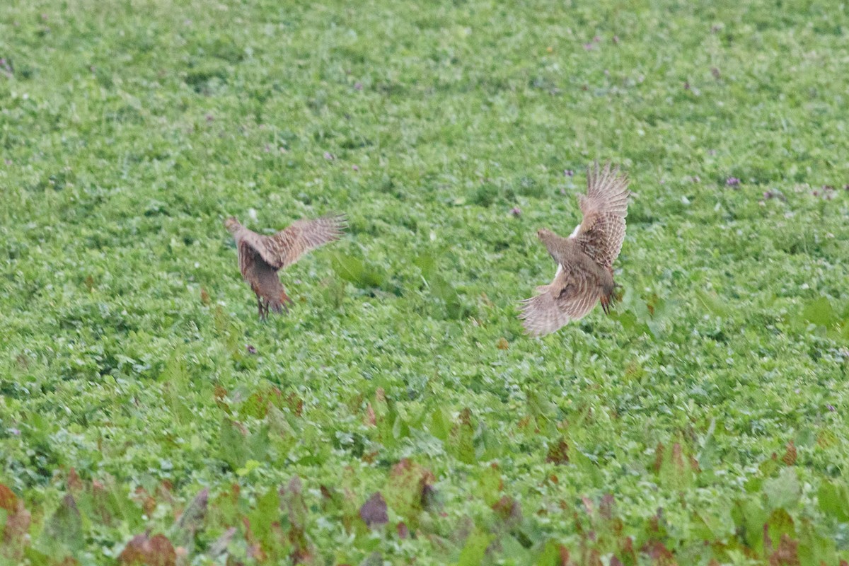 Gray Partridge - ML558497081