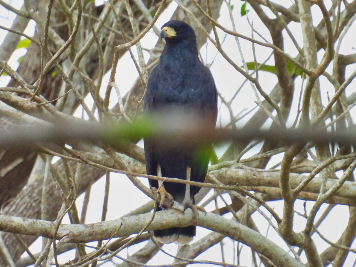 Great Black Hawk - ML558497191