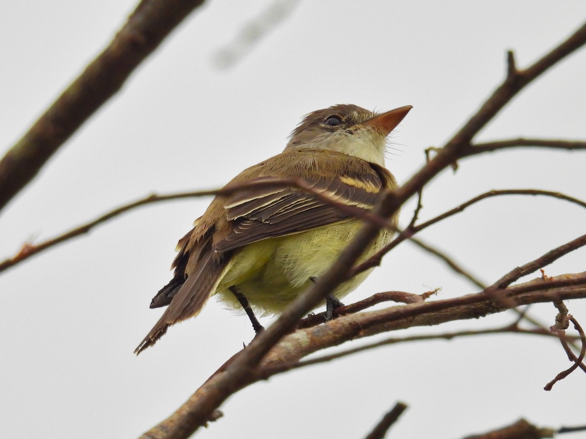 Willow Flycatcher - ML558497371