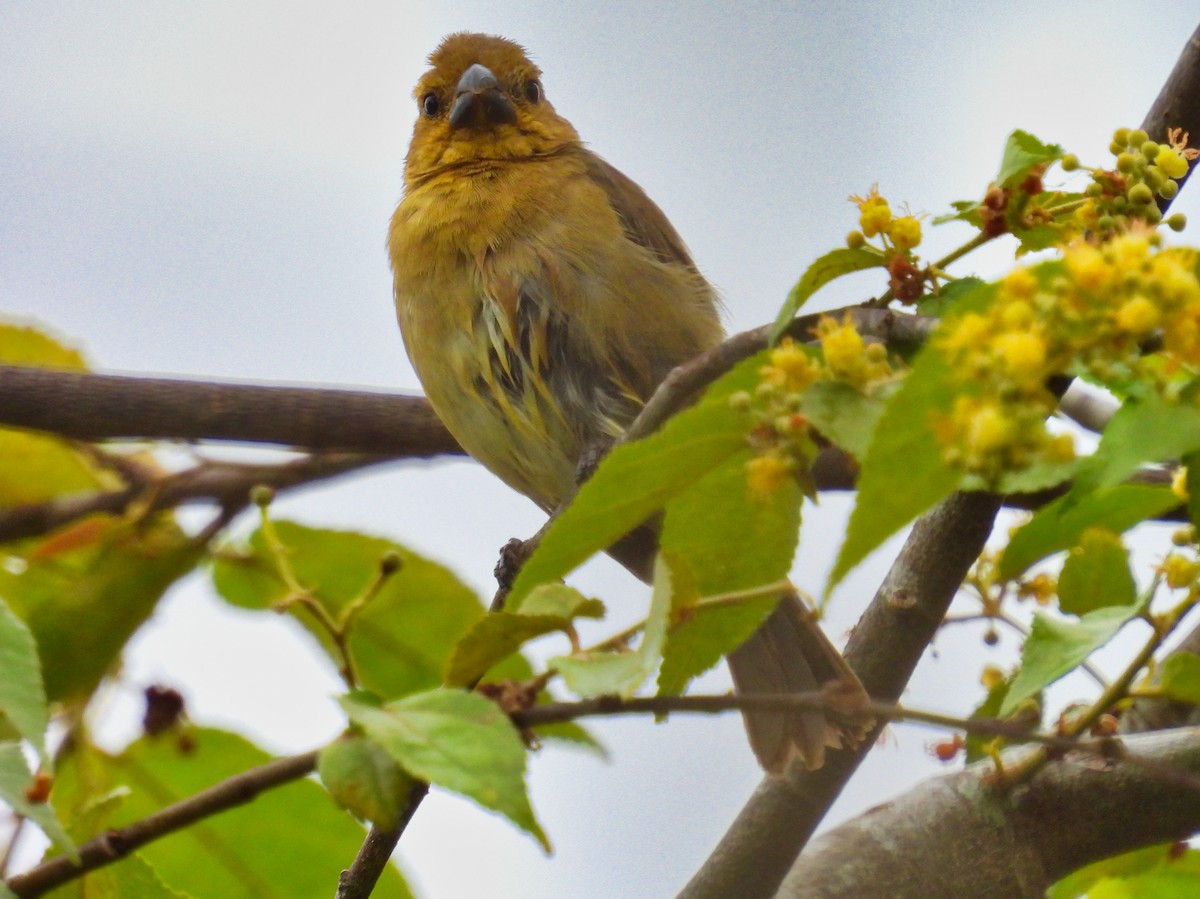 Yellow-bellied Seedeater - ML558497591