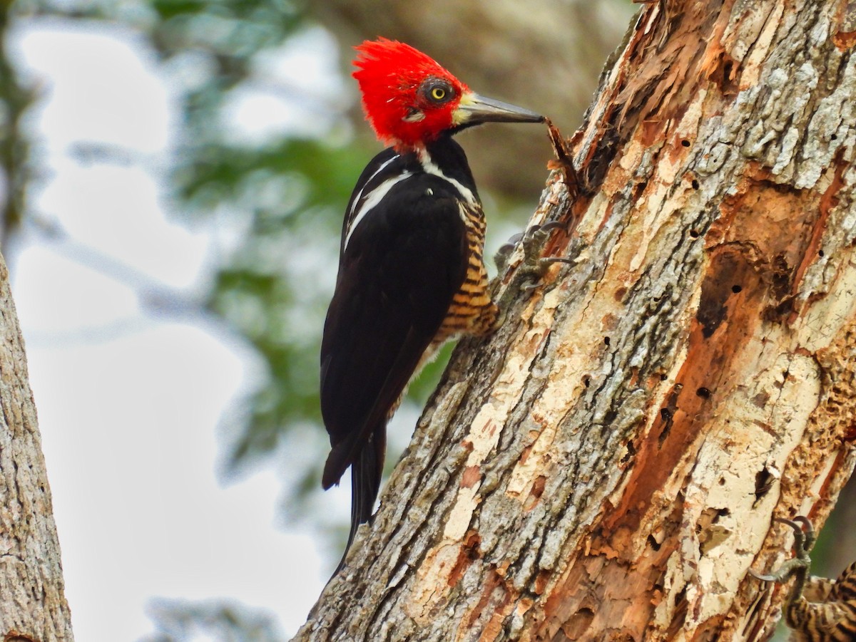 Crimson-crested Woodpecker - ML558497721