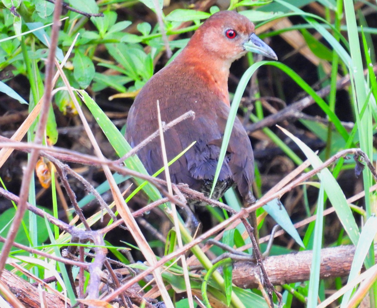 White-throated Crake - ML558499091