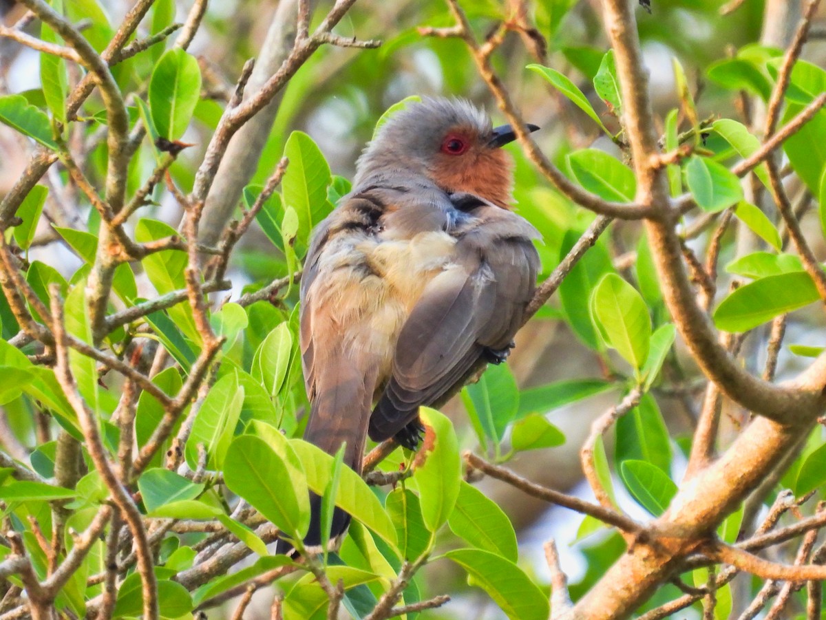 Dwarf Cuckoo - ML558499161