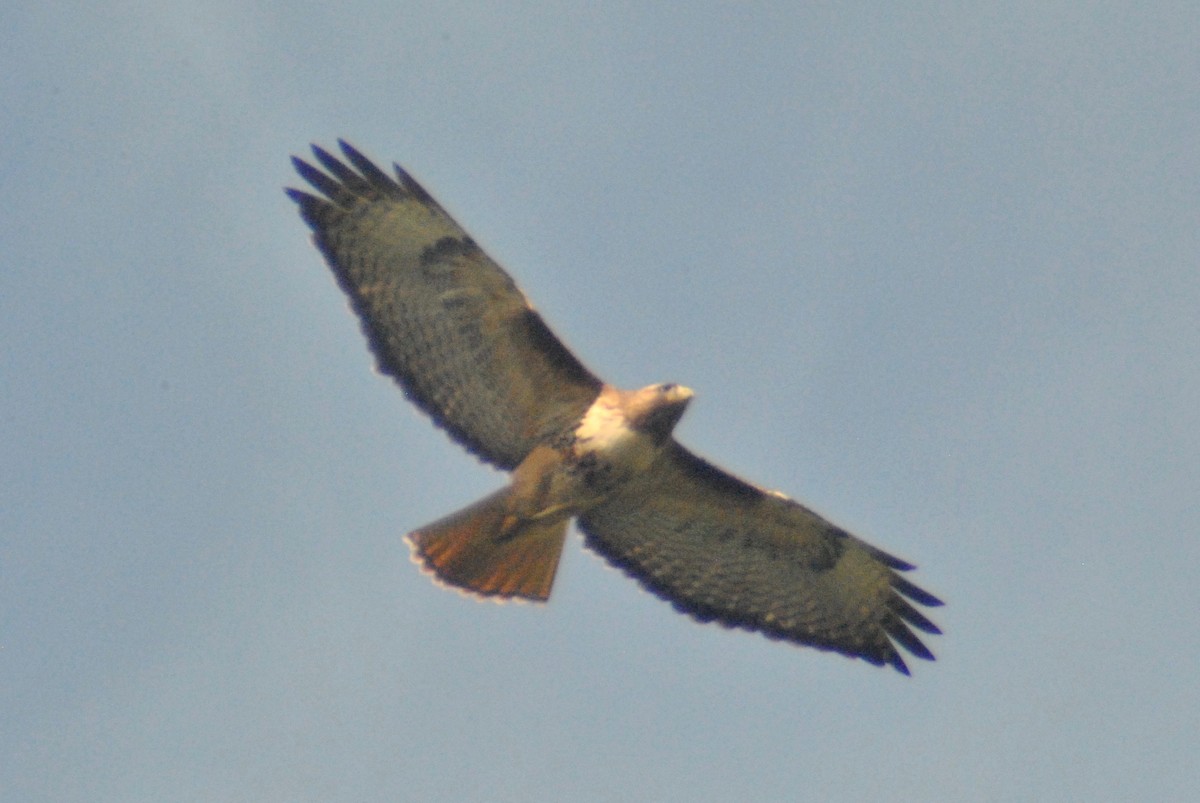 Red-tailed Hawk (calurus/alascensis) - Sean Cozart