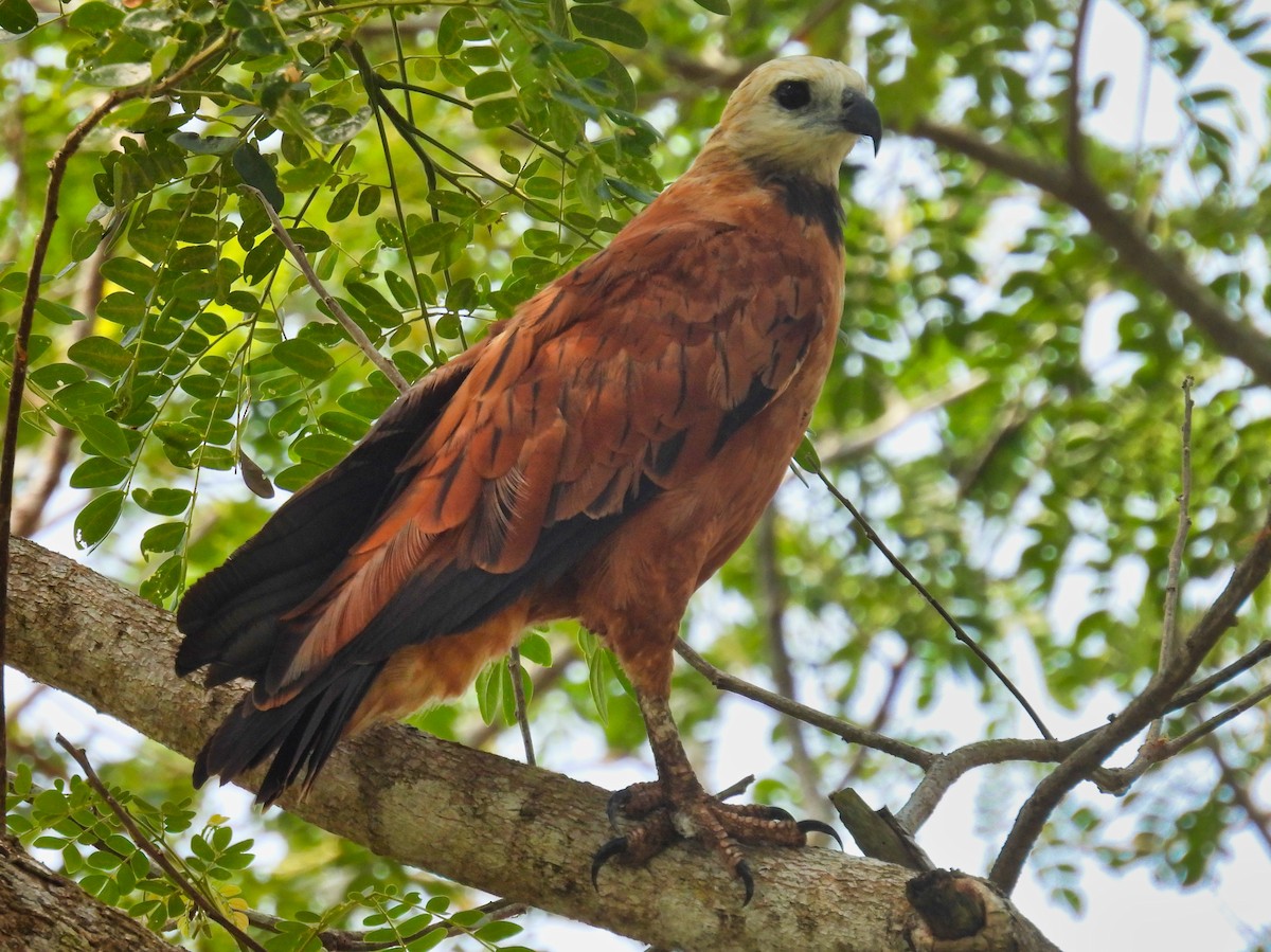 Black-collared Hawk - ML558499391