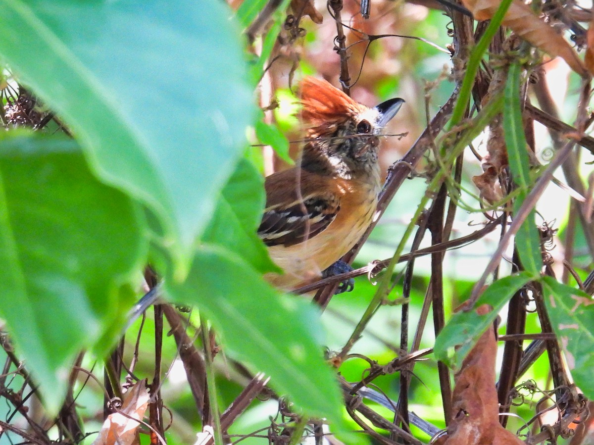 Black-crested Antshrike - ML558499651