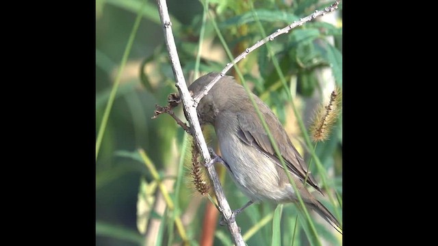 Dull-colored Grassquit - ML558499871