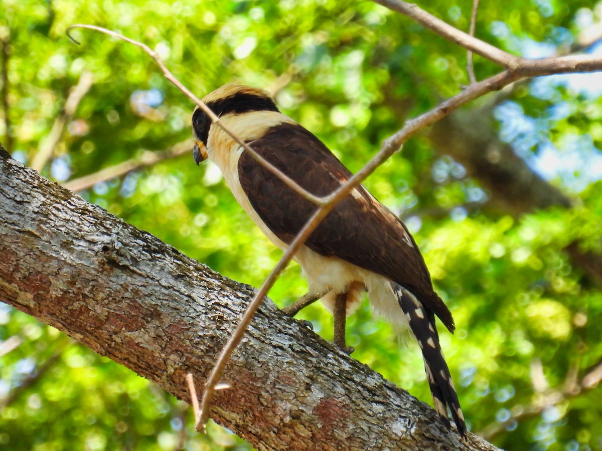 Laughing Falcon - ML558499881
