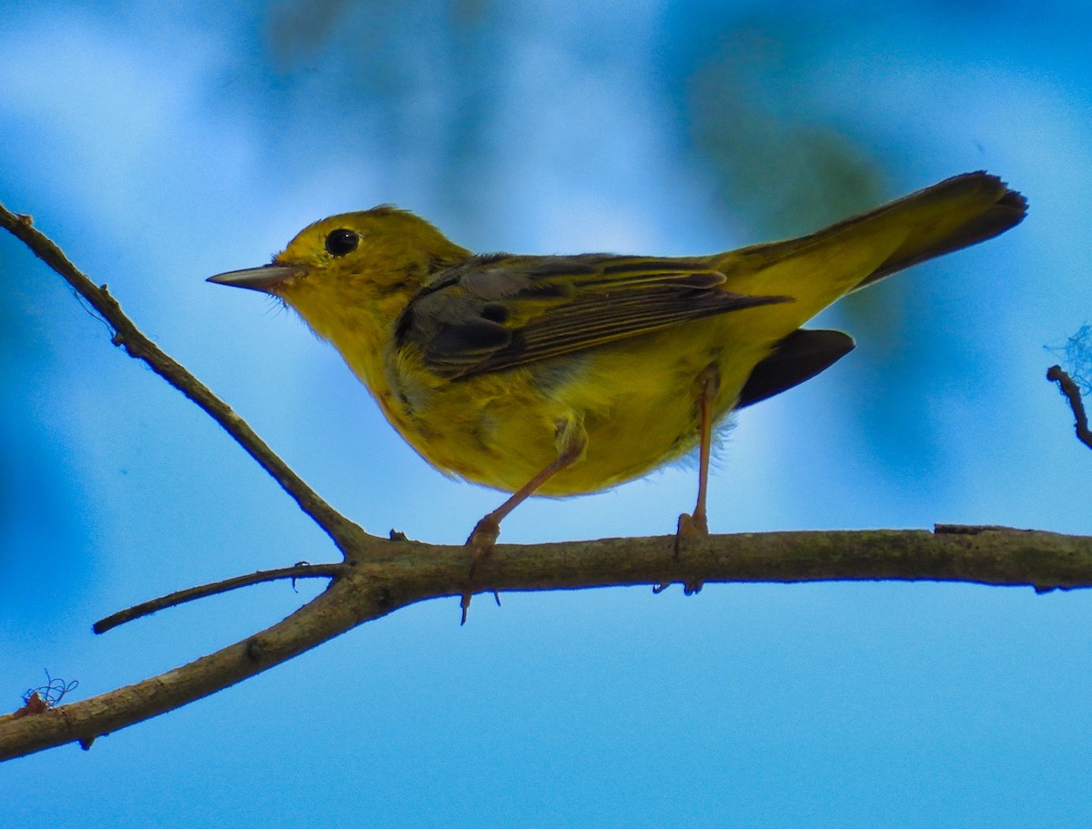 Northern Yellow Warbler - ML558500401