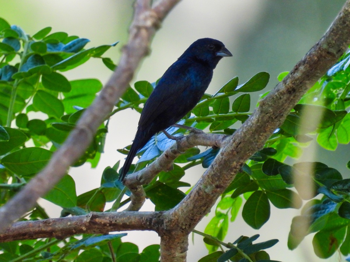 Blue-black Grassquit - ML558500511