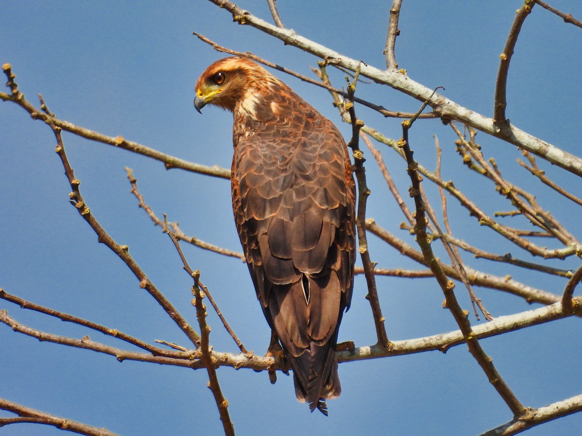 Savanna Hawk - ML558500561