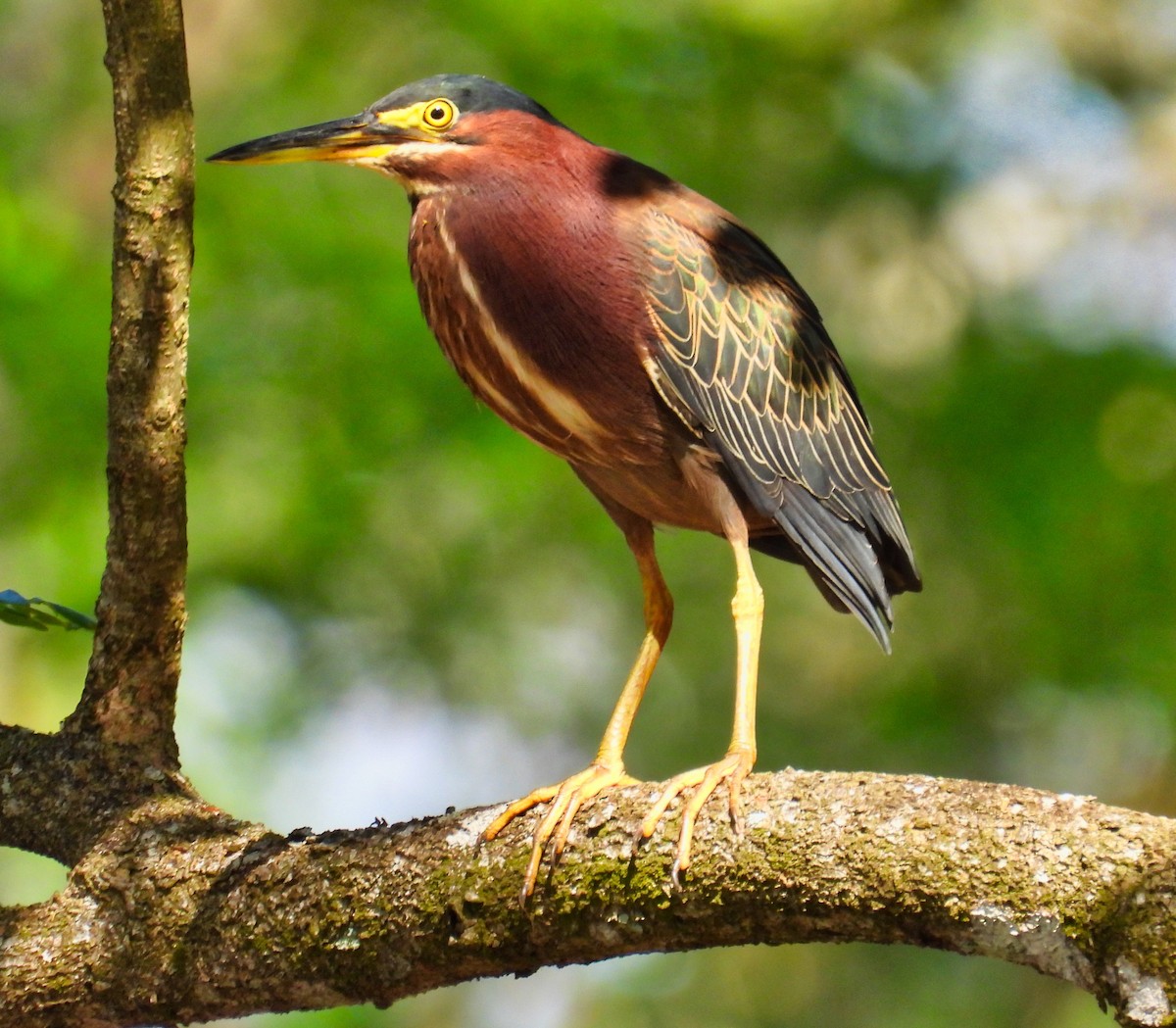 Green Heron - ML558500881
