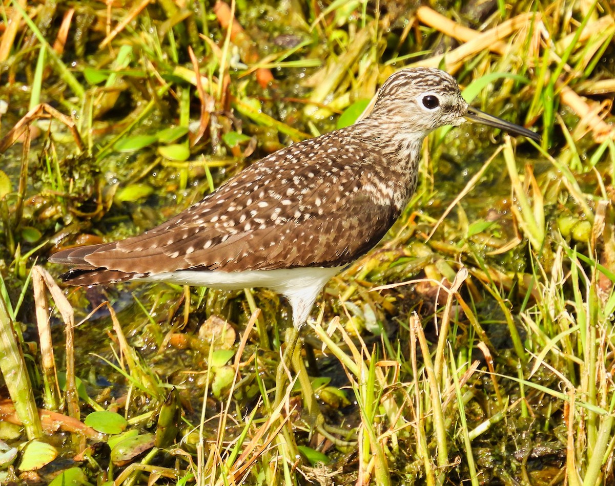 Solitary Sandpiper - ML558501251