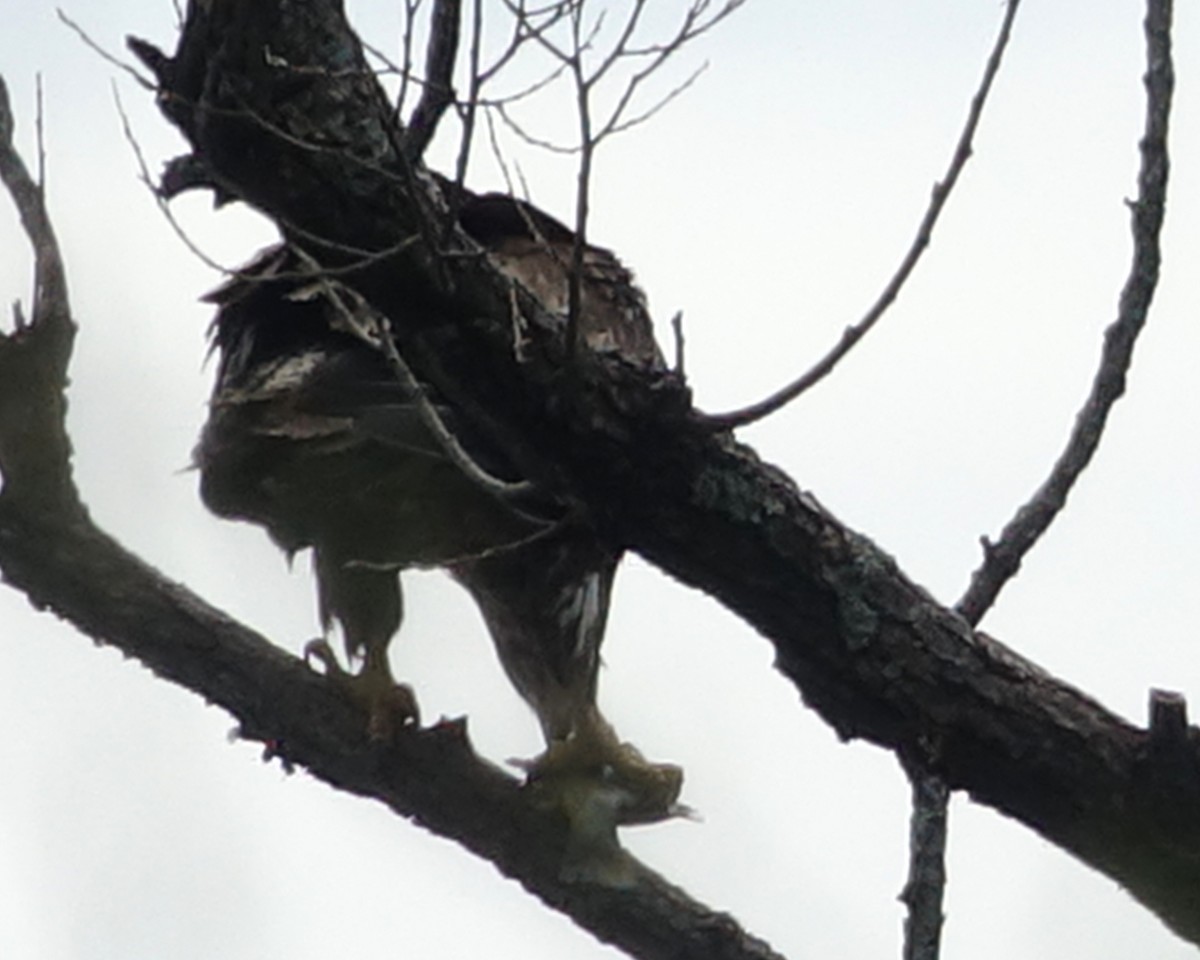 Bald Eagle - ML558501391