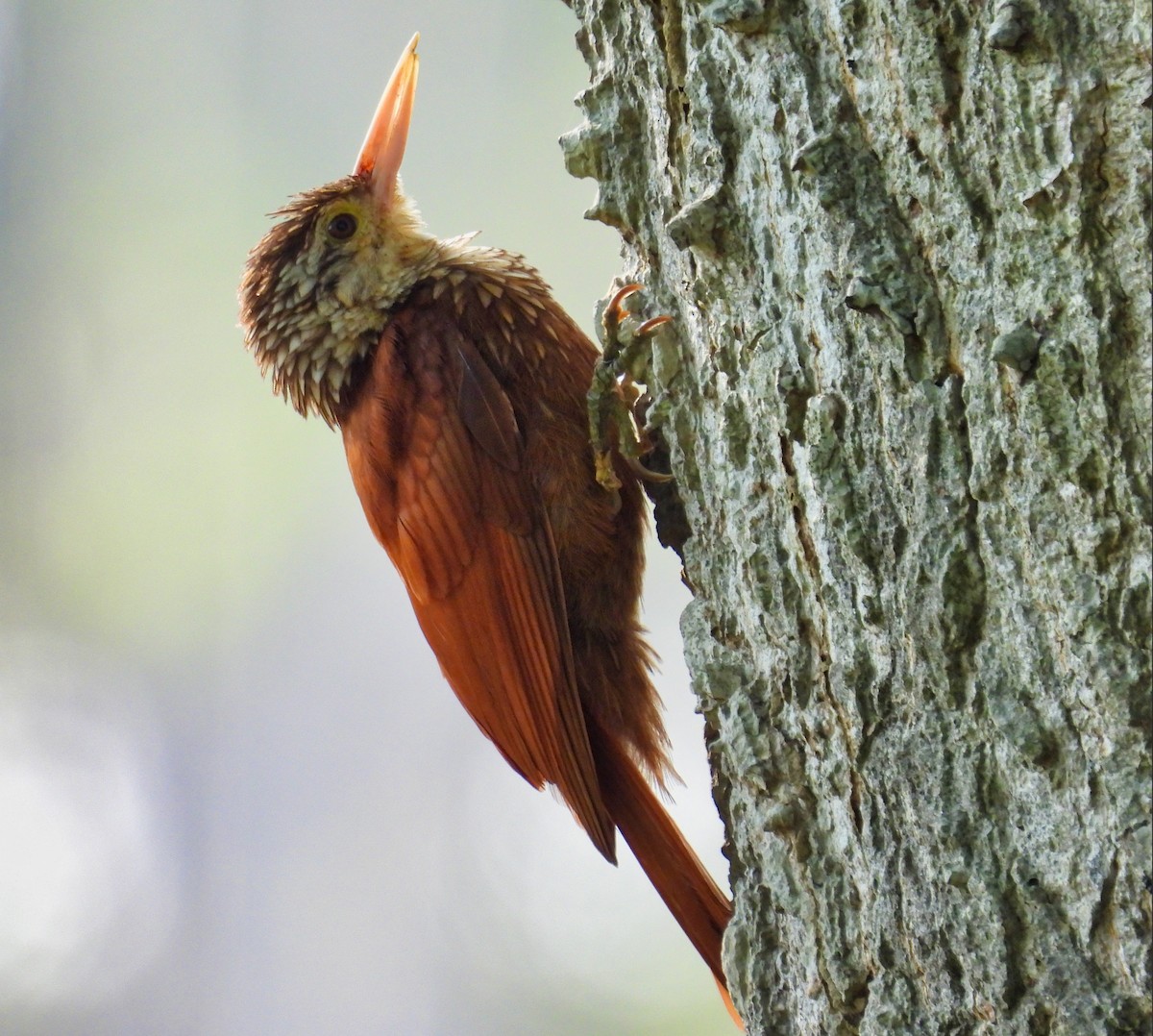 Straight-billed Woodcreeper - ML558501621