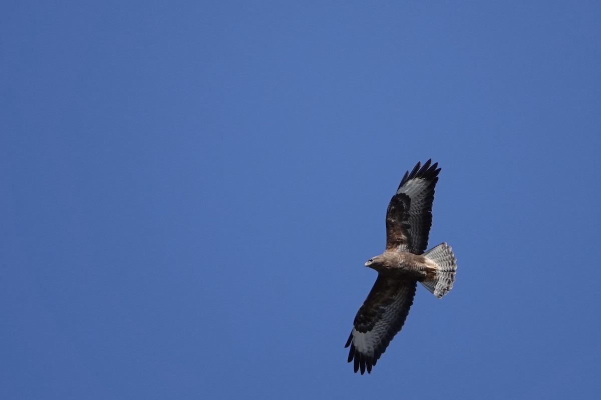 Common Buzzard - ML558502701